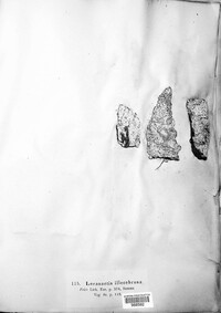 Image of Lecanographa amylacea